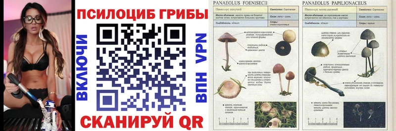 Купить закладки  Агрыз  Галлюциногенные грибы Psilocybine cubensis 